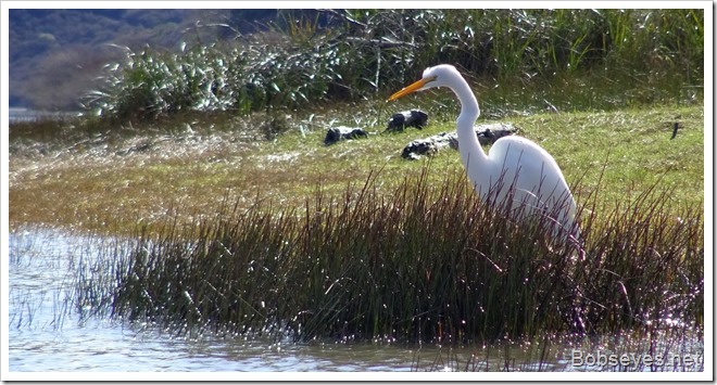 egret