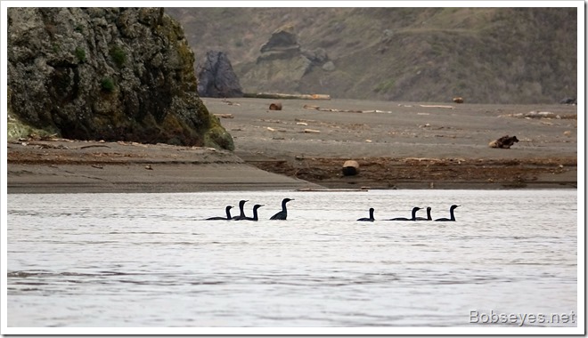 cormorants9