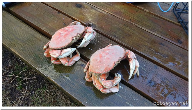 crab14