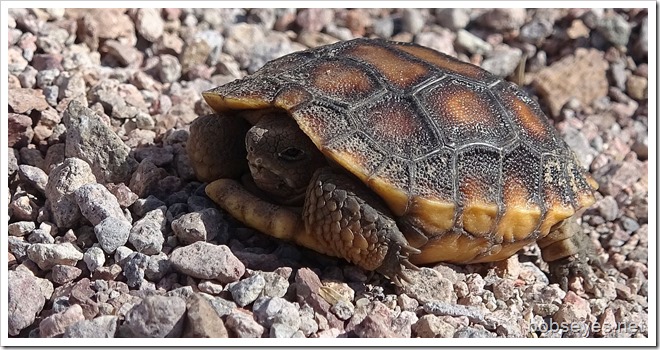 turtle18