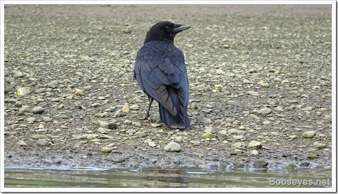 crow13