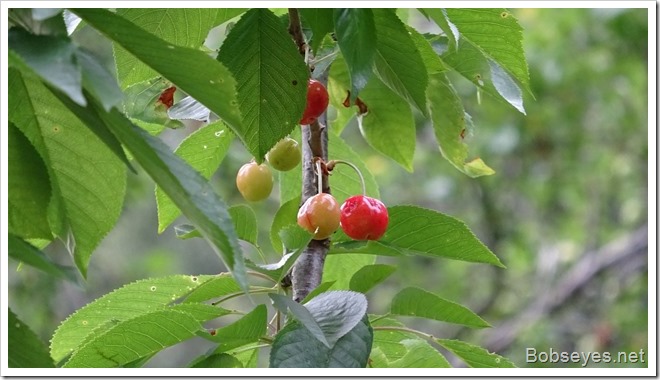 cherries