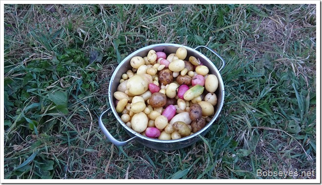 potatoes14