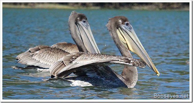 pelicans5