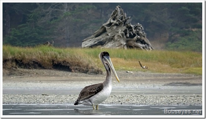 pelican13
