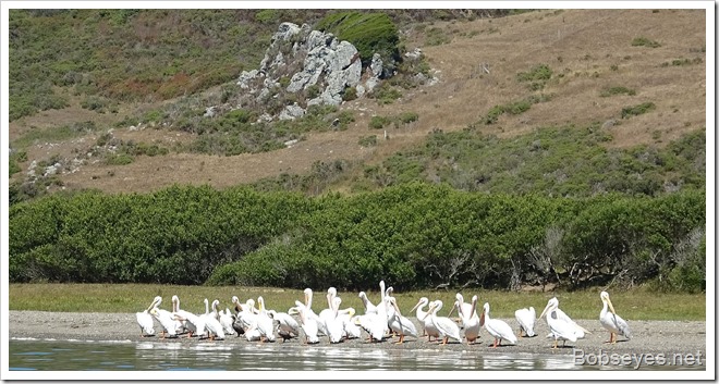 pelicans7