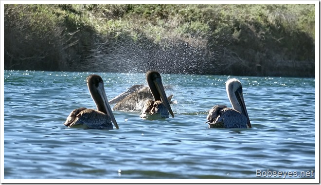 pelicans9