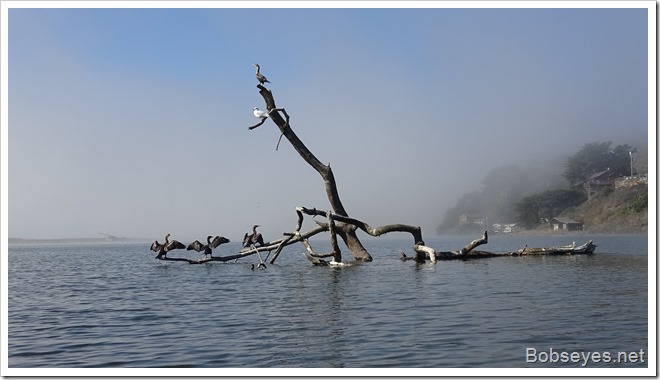 cormorants12