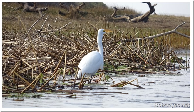 egret3