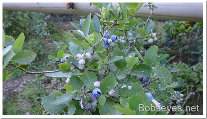 blueberries6