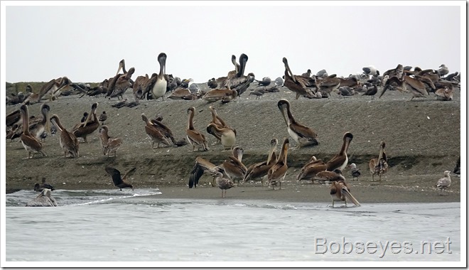 pelicans8