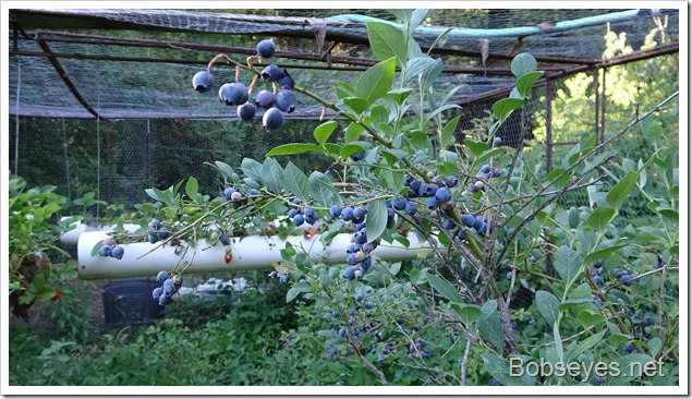 blueberries7