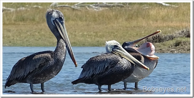 pelicans13