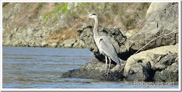 heron7