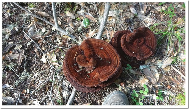 mushrooms15