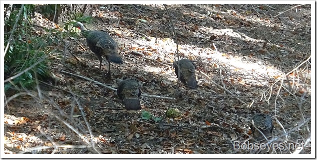 turkeys6