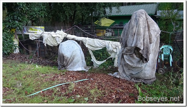 Bulkhead Work and Protecting My Mandarin Trees