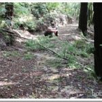 Cleaning Up After the Storm limbs1