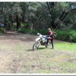 Timber, Cutting a Big Tree Down ross1