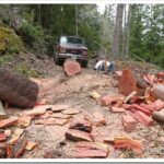 Firewood and Clay, Working In the Forest woodcuter1