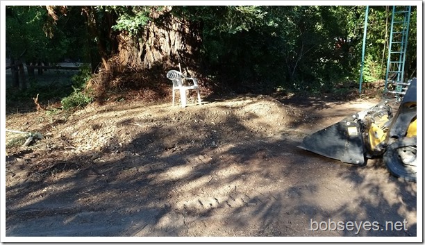 Fox, Cherries, and Cleaning Up Under the Big Redwood Tree