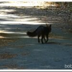 Fox, Cherries, and Cleaning Up Under the Big Redwood Tree fox1