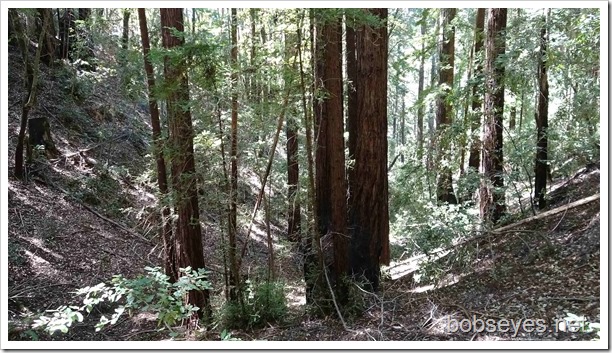 redwoods8