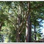 Neighbor’s Electrical Work and Checking On the Fire Prevention Guys trimmer