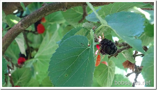 Dirt Bike Idle Fix and Ripe Mulberries