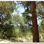 Trail Cam Bobcat and a Ride In the Forest cam1