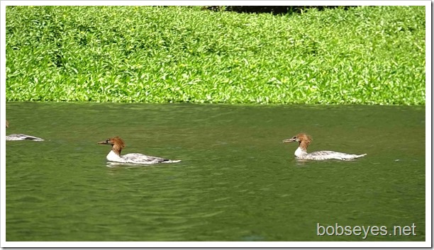 mergansers7