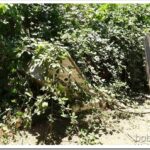 Naked Ladies Are Popping Up vines1