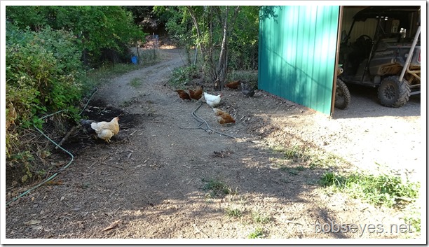 chickens11