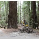 redwoods1