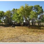 Spring Pond Camp By an Old Cabin camp1