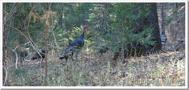 turkeys11