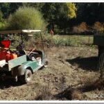 Forest Trail Work, Can I Get Under the Huge Tree Tom1