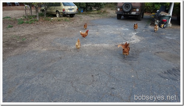 chickens13