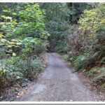 Logs In a Culvert and Where’s My Chainsaw raod1