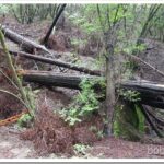 A Visit To the Old Hermit’s Place In the Rain trees