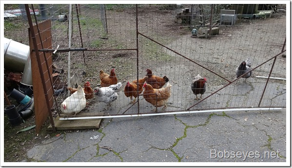 cccccccccccchickens10