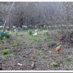A Real Nice Day To Be Riding Around the Forest chickens15_thumb.jpg