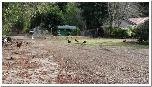 chickens4