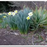 Work To Do and Only a Couple More Days Until It Rains Again daffs13_thumb.jpg