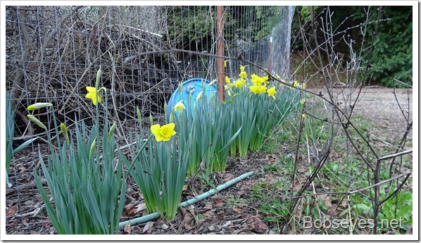 daffs15