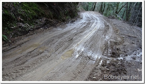 Taxes and Shopping and the Big Bad Redwood Root