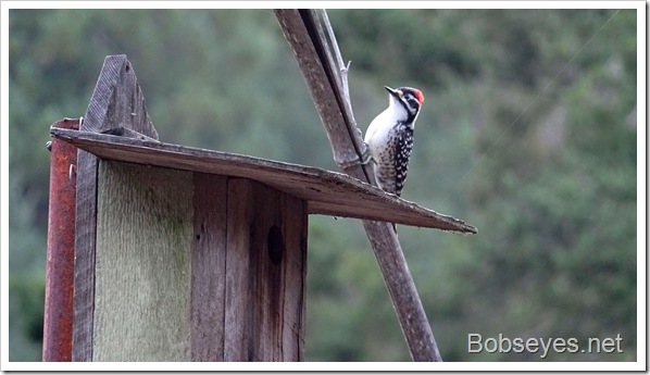 Tom Works On Pruning Some of My Fruit Trees In the Yard