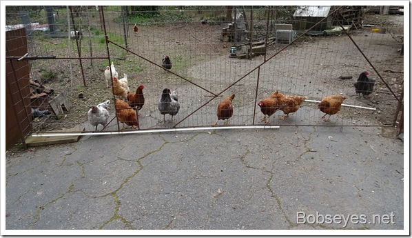 chickens8