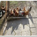 Making Video Clips Of the Work I did On the Old Dirt Road hens13_thumb.jpg