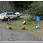 Park Kiosk Report and Some More Moving Rock On the Old Road hens6_thumb.jpg